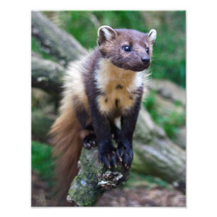 Pine Marten Print