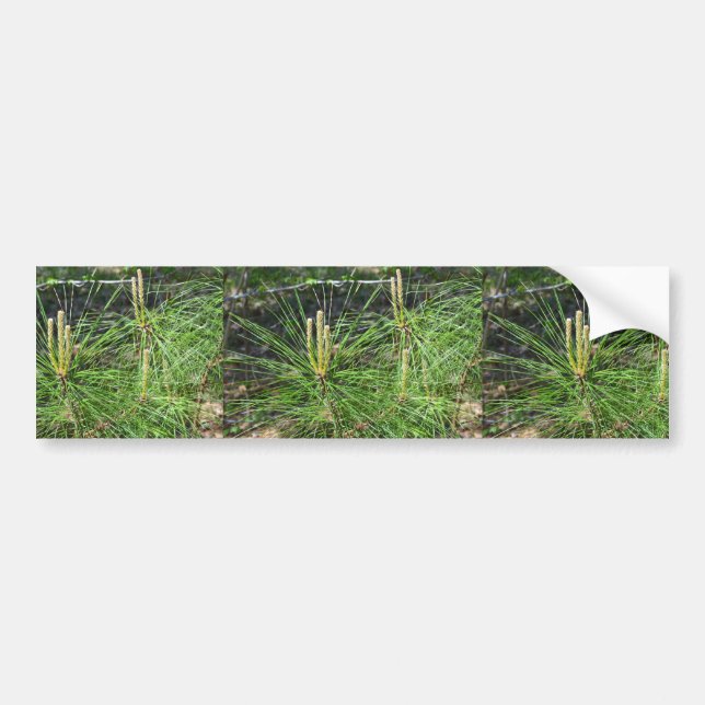 Pine Needles by Kenneth Yoncich Bumper Sticker (Front)