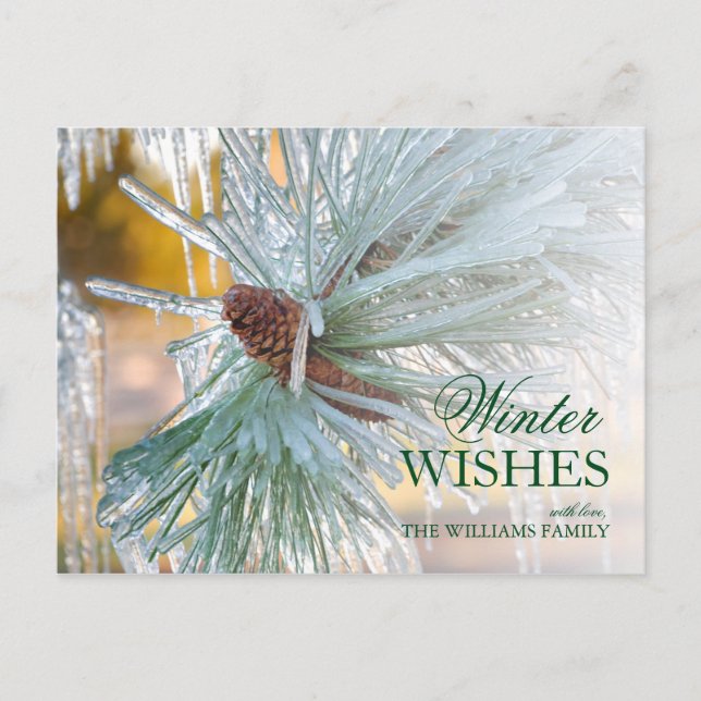 Pine needles Encased in Ice Postcard (Front)
