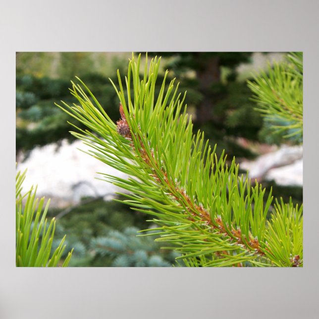 Pine Needles Poster (Front)