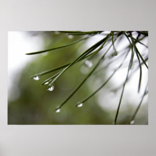 Pine Needles with Raindrops  Poster