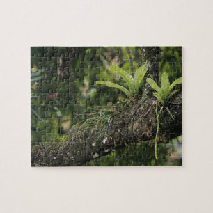 Pine Pink, Bletia purpurea, blooming on Mango Jigsaw Puzzle