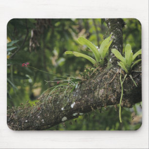 Pine Pink, Bletia purpurea, blooming on Mango Mouse Mat
