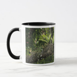 Pine Pink, Bletia purpurea, blooming on Mango Mug