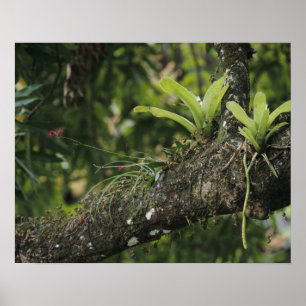 Pine Pink, Bletia purpurea, blooming on Mango Poster