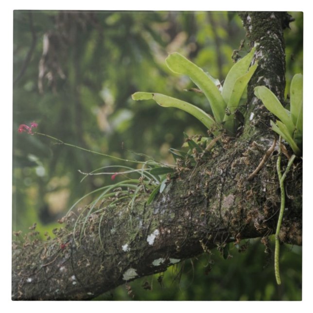 Pine Pink, Bletia purpurea, blooming on Mango Tile (Front)