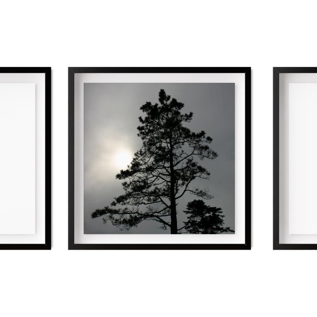 Pine Silhouette Cloudy Sun Photography Poster (Creator Uploaded)
