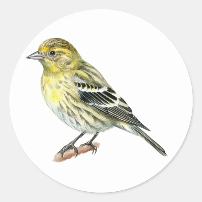  Pine Siskin Songbird Stickers (Front)