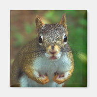Pine Squirrel (Got Nuts?)