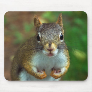 Pine Squirrel Mouse Mat