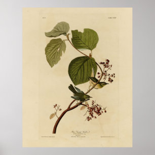 Pine Swamp Warbler from Audubon's Birds of America Poster