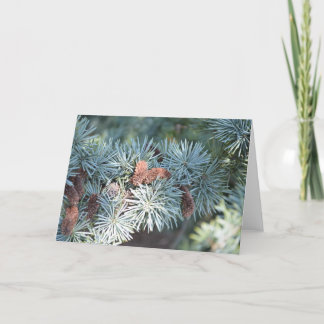 pine tree and cones card