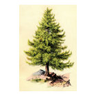Pine Tree Antique Botanical Print Poster