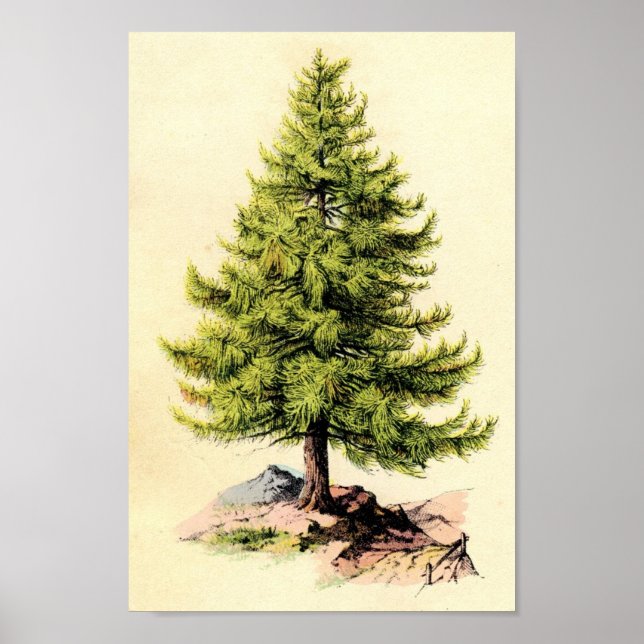 Pine Tree Antique Botanical Print Poster (Front)