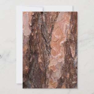 Pine tree bark texture