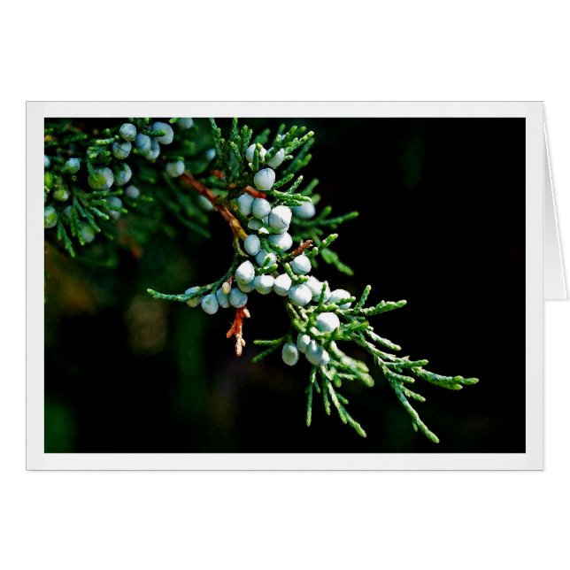 Pine Tree Branch (Front Horizontal)