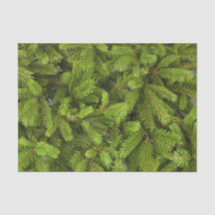 pine tree branches tissue paper