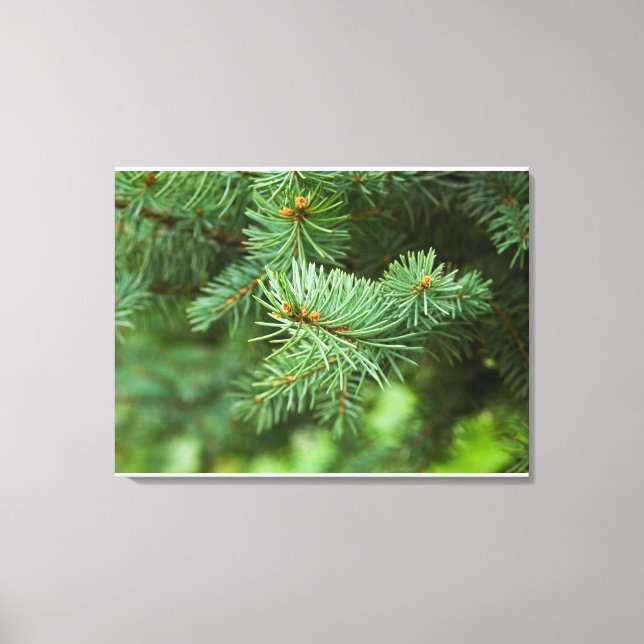 Pine tree closeup canvas print (Front)