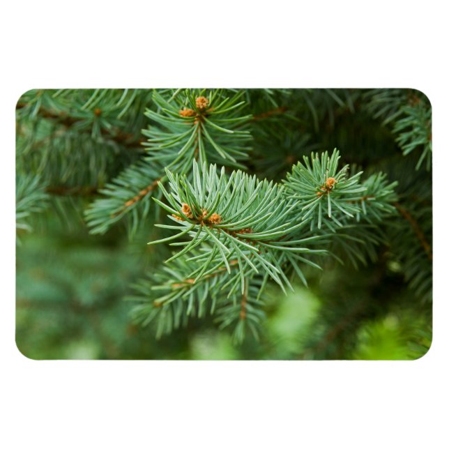 Pine tree closeup magnet (Horizontal)