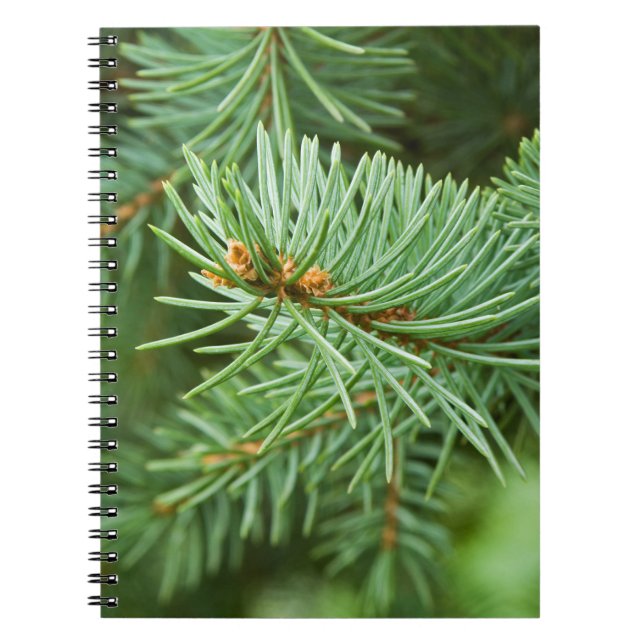 Pine tree closeup notebook (Front)