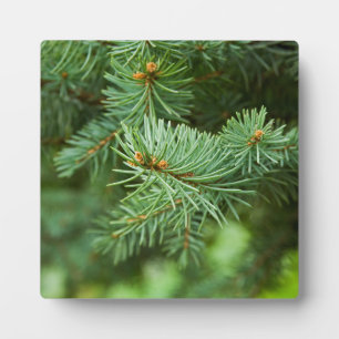 Pine tree closeup plaque