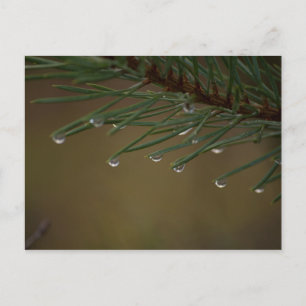 Pine Tree Drops Postcard