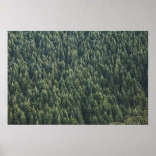 PINE TREE FOREST POSTER