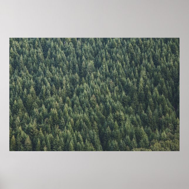 PINE TREE FOREST POSTER (Front)