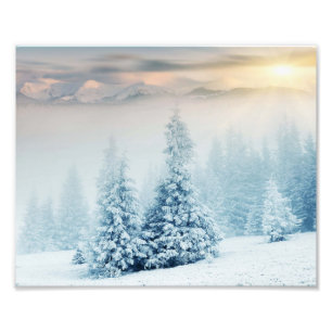 Pine Tree In Fresh Snow Photo Print