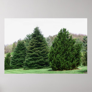 Pine Tree Landscape Poster