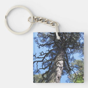 Pine Tree, Palanga Botanical Garden, LITHUANIA – Key Ring