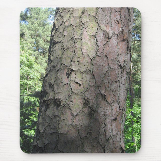 Pine Tree, Palanga Botanical Garden, LITHUANIA – Mouse Mat (Front)