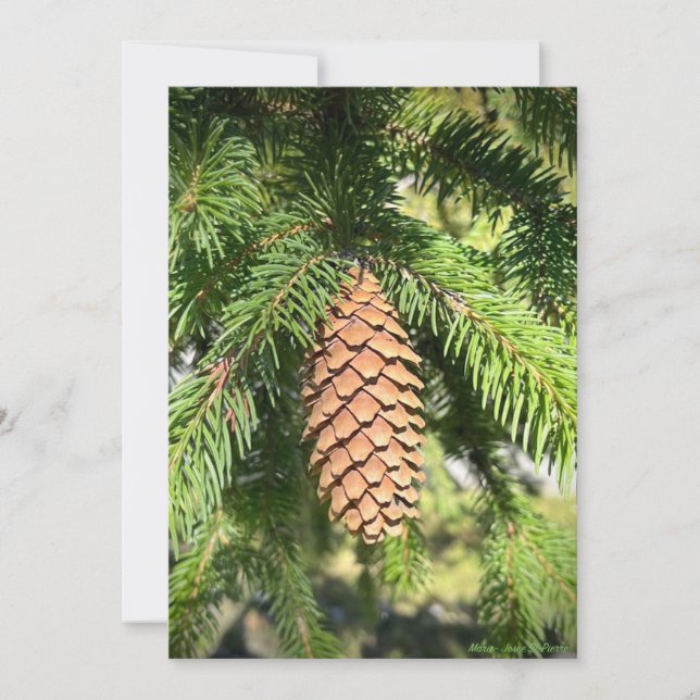 Pine Tree Perfection Holiday Card (Front)