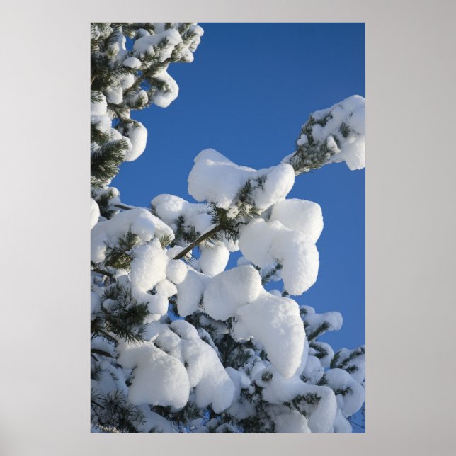 Pine tree poster (Front)