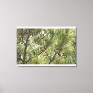 Pine tree with pine cones canvas print