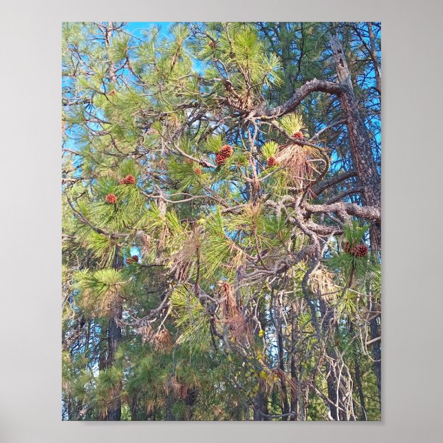 Pine tree with pine cones poster (Front)
