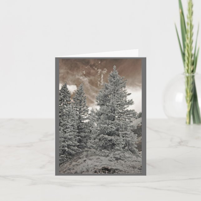 Pine Trees Holiday Card (Front)
