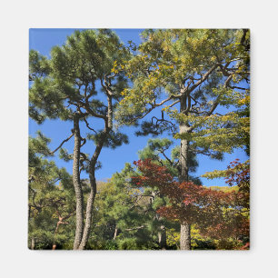 Pine Trees in Autumn Sky Magnet