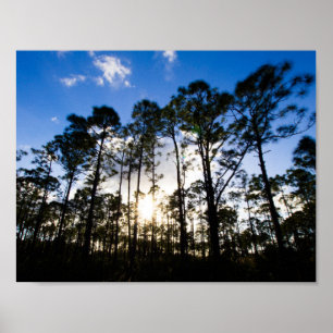 Pine trees, Oxbow Eco-centre, Fort Pierce, Florida Poster