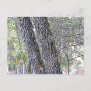 Pine Trees Postcard
