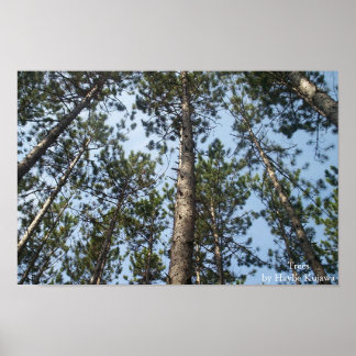 pine trees poster