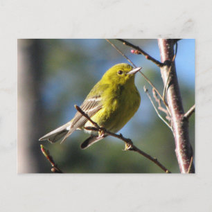 Pine Warbler in Cherry Postcard