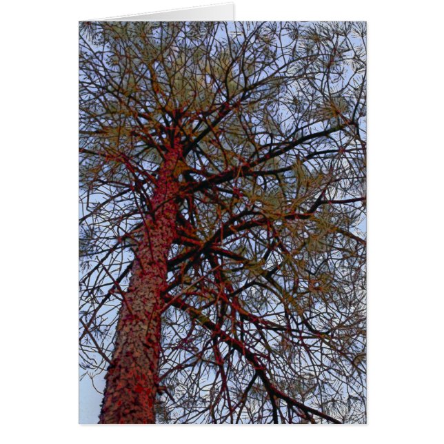 Pine with Red Trunk (Front)