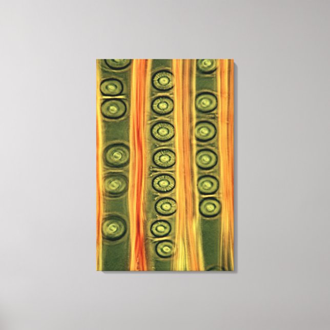 Pine Wood Canvas Print (Front)