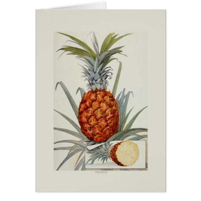 Pineapple (Front)