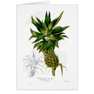 Pineapple (Ananas comosus)