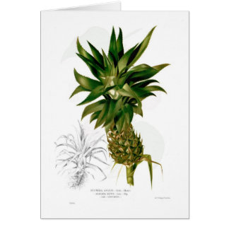 Pineapple (Ananas comosus)