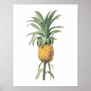 pineapple(Bromelia ananas) by Redouté Poster