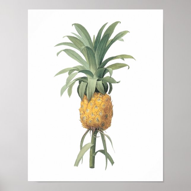 pineapple(Bromelia ananas) by Redouté Poster (Front)