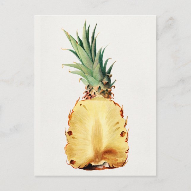 Pineapple cut in half Fruit Watercolor Painting Postcard (Front)